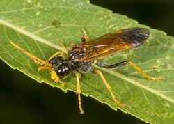 Bladhveps tenthredo campestris